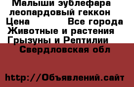 Малыши эублефара ( леопардовый геккон) › Цена ­ 1 500 - Все города Животные и растения » Грызуны и Рептилии   . Свердловская обл.